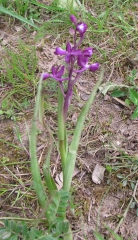 Orchis à fleurs lâches - Nauquières -web.jpg