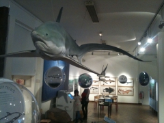 expo requins.jpg